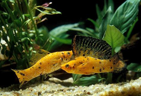 Care Guide for Mollies – Feeding, Breeding, and Tank Mates.